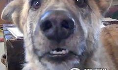 二狗最新爆料新闻报道,揭秘娱乐圈惊人内幕