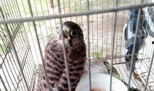 隼最新爆料,揭秘娱乐圈最新动态与幕后故事