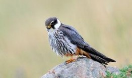 隼最新爆料,揭秘娱乐圈最新动态与幕后故事